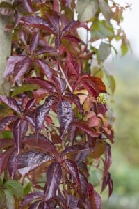 Parthenocissus quinquefolia 100- 150 cm