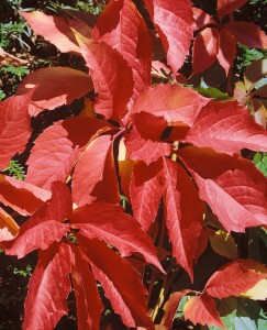 Parthenocissus quinquefolia 100- 150 cm