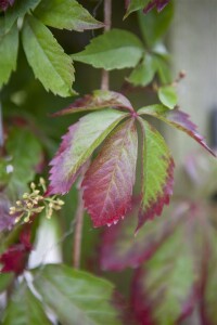 Parthenocissus quinquefolia 100- 150 cm