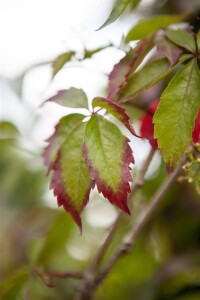 Parthenocissus quinquefolia 100- 150 cm