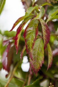 Parthenocissus quinquefolia 100- 150 cm