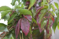 Parthenocissus quinquefolia 100- 150 cm