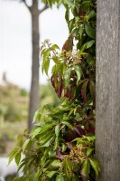 Parthenocissus quinquefolia 100- 150 cm