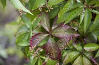 Parthenocissus quinquefolia 100- 150 cm