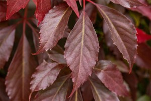 Parthenocissus quinquefolia Engelmannii 80- 100 cm