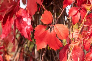 Parthenocissus quinquefolia Engelmannii 80- 100 cm