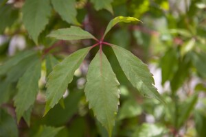 Parthenocissus quinquefolia Engelmannii 80- 100 cm