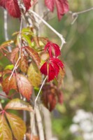 Parthenocissus quinquefolia Engelmannii 80- 100 cm