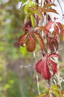 Parthenocissus quinquefolia Engelmannii 80- 100 cm