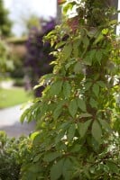 Parthenocissus quinquefolia Engelmannii 80- 100 cm