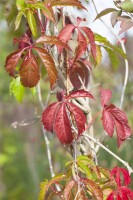 Parthenocissus quinquefolia Engelmannii 80- 100 cm