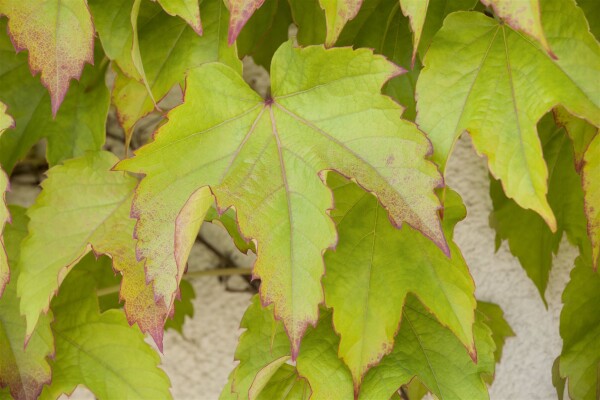 Parthenocissus tricuspidata Green Spring 40- 60 cm