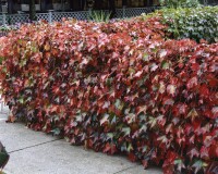 Parthenocissus tricuspidata Green Spring 60- 100 cm