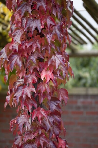 Parthenocissus tricuspidata Veitchii Robusta 60- 100 cm