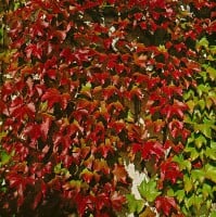 Parthenocissus tricuspidata Veitchii Robusta 60- 100 cm