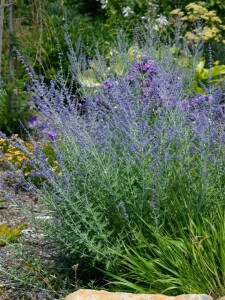 Perovskia atriplicifolia Little Spire  -R- C3 40- 60