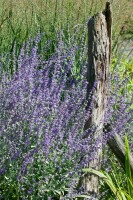 Perovskia atriplicifolia Little Spire  -R- C3 40- 60