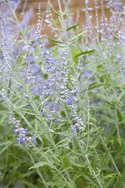 Perovskia atriplicifolia Lacey Blue  -R- C3 40- 60