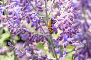 Perovskia atriplicifolia Lacey Blue  -R- C3 40- 60