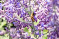 Perovskia atriplicifolia Lacey Blue  -R- C3 40- 60