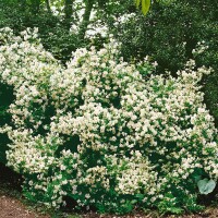 Philadelphus Belle Etoile 80- 100 cm