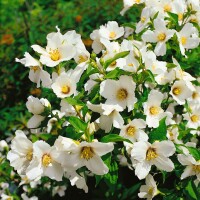 Philadelphus Belle Etoile 80- 100 cm