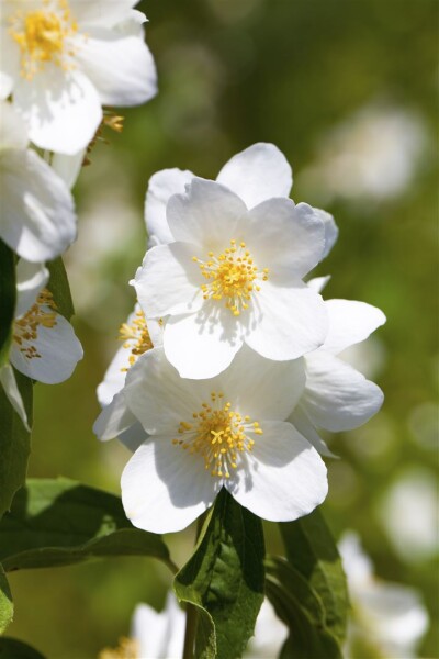 Philadelphus Belle Etoile C3 40-  60