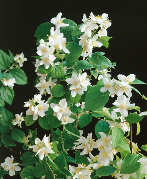 Philadelphus Dame Blanche 3 L 40-  60