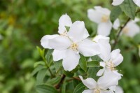 Philadelphus Dame Blanche 3 L 40-  60