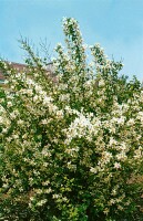 Philadelphus Erectus 80- 100 cm