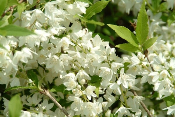 Philadelphus Manteau dHermine40- 60 cm