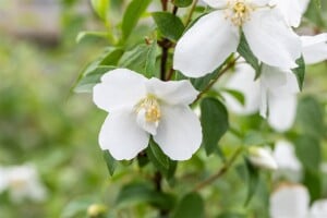 Philadelphus Manteau dHermine40- 60 cm