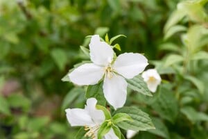 Philadelphus Manteau dHermine40- 60 cm