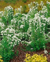 Philadelphus Manteau dHermine40- 60 cm