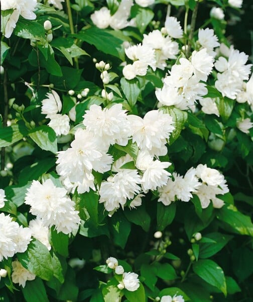 Philadelphus Schneesturm 7,80- 100 cm