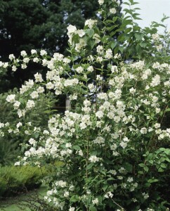 Philadelphus Schneesturm 7,80- 100 cm