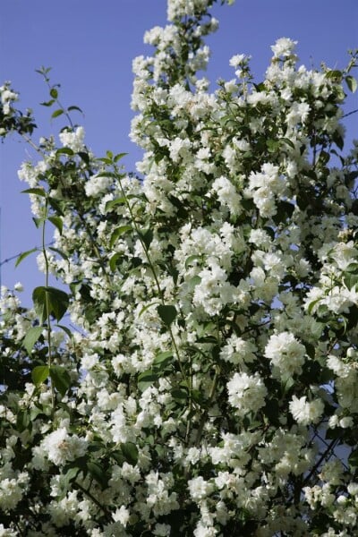 Philadelphus Virginal 60- 80 cm