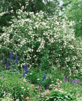 Philadelphus Virginal 60- 80 cm