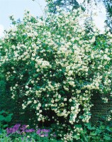 Philadelphus Virginal 60- 80 cm