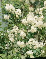 Philadelphus Virginal 60- 80 cm