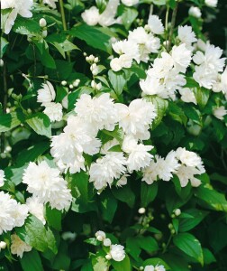 Philadelphus coronarius 3 L 40-  60