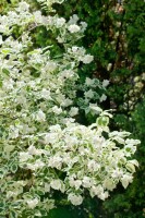 Philadelphus coronarius 3 L 40-  60