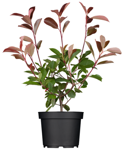 Photinia fraseri Red Robin 40-  60 cm