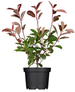 Photinia fraseri Red Robin 40-  60 cm