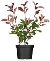 Photinia fraseri Red Robin 40-  60 cm