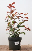 Photinia fraseri Red Robin 40-  60 cm