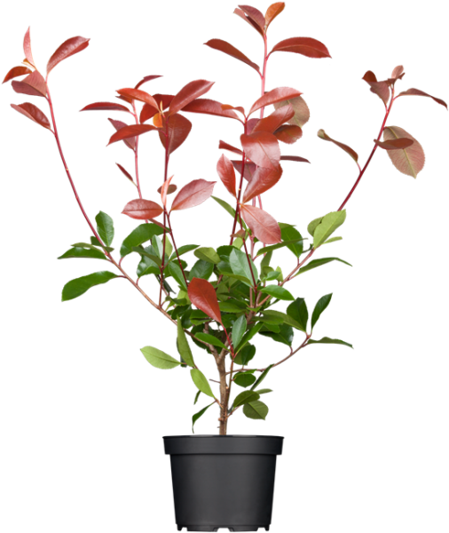 Photinia fraseri Red Robin 60-  80 cm