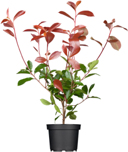 Photinia fraseri Red Robin 60-  80 cm