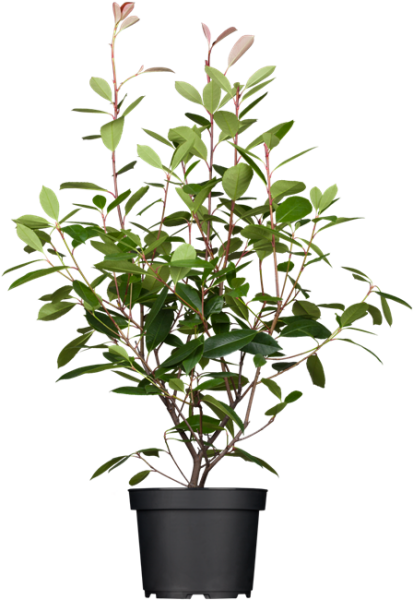 Photinia fraseri Red Robin 80- 100 cm