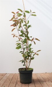 Photinia fraseri Red Robin 80- 100 cm